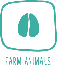 Ceres-Vet-Farm-Animals